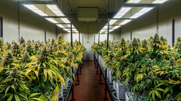 Indoor Grown Marijuana Plants
